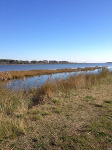 This scene was spotted during my run at Chincoteague National Wildlife Refuge on Nov. 15. (Vanessa Junkin photo)