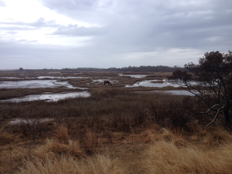 I got to see this horse during my Assateague run on Thursday. (Vanessa Junkin photo)