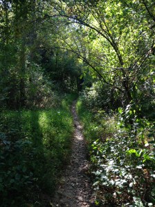 Here's a view from the Seneca Creek Greenway Trail, near where I turned around to head back to the start. (Vanessa Junkin photo)