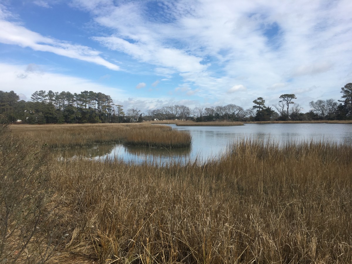 2019 Running Travels: Mutton Hunk Fen Natural Area Preserve on Virginia ...