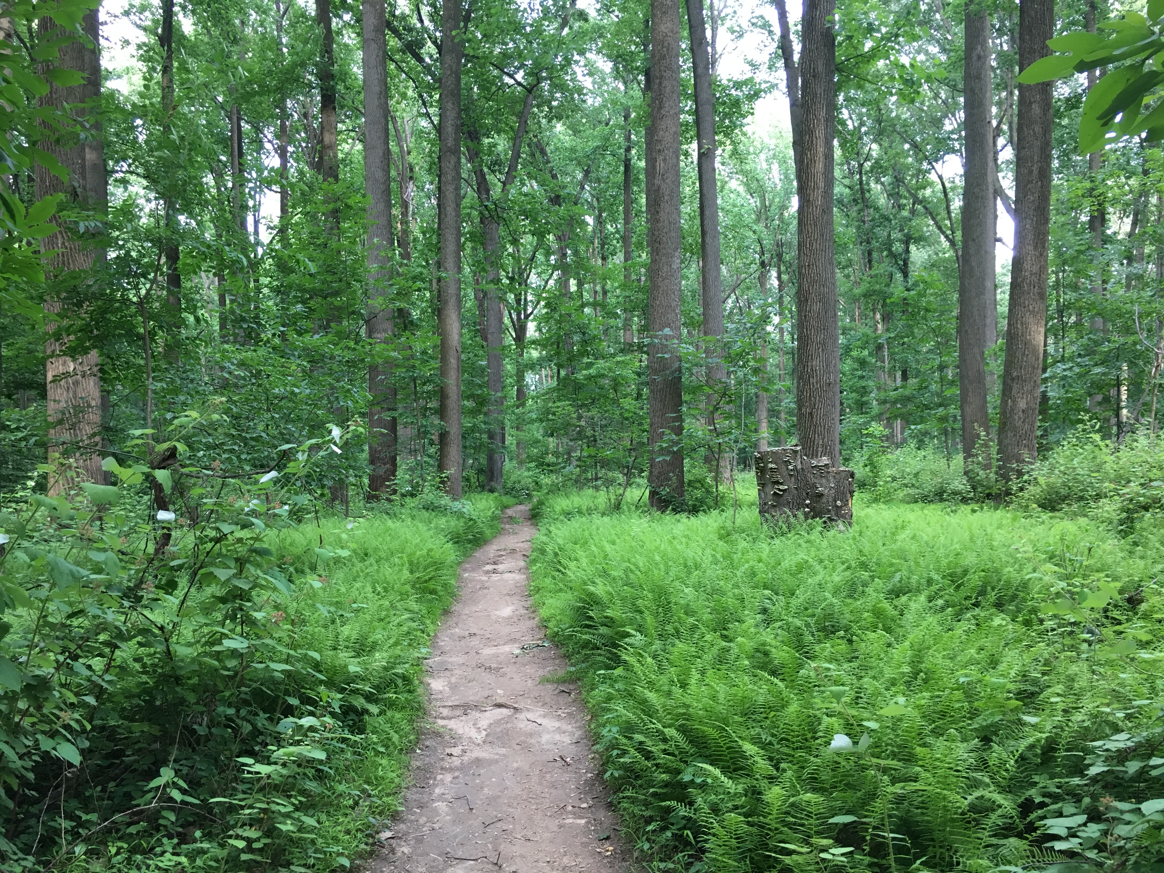 Thin trail through lots of lush green landscape, with trees ahead. 