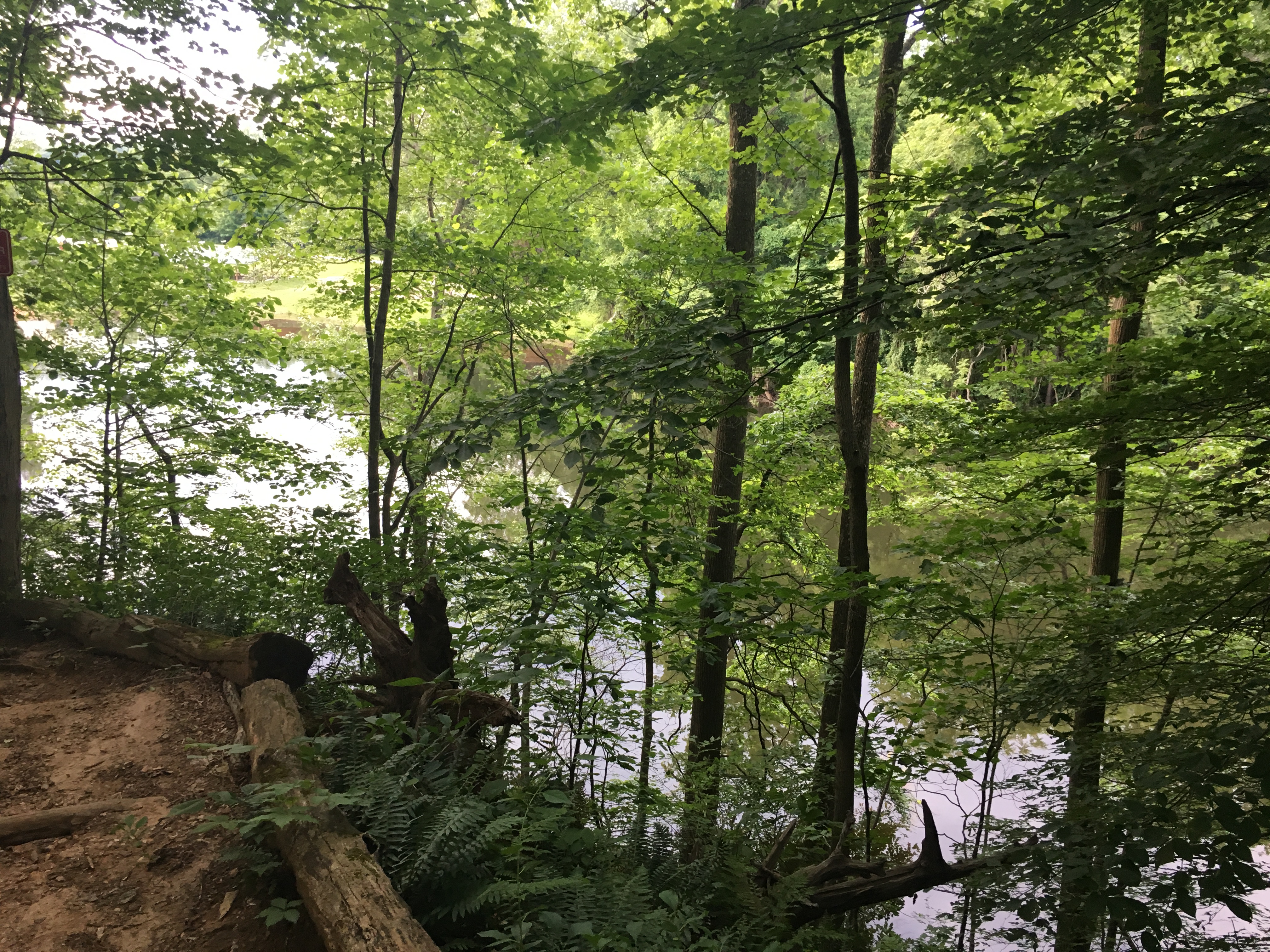 Image of pond with lots of trees. 
