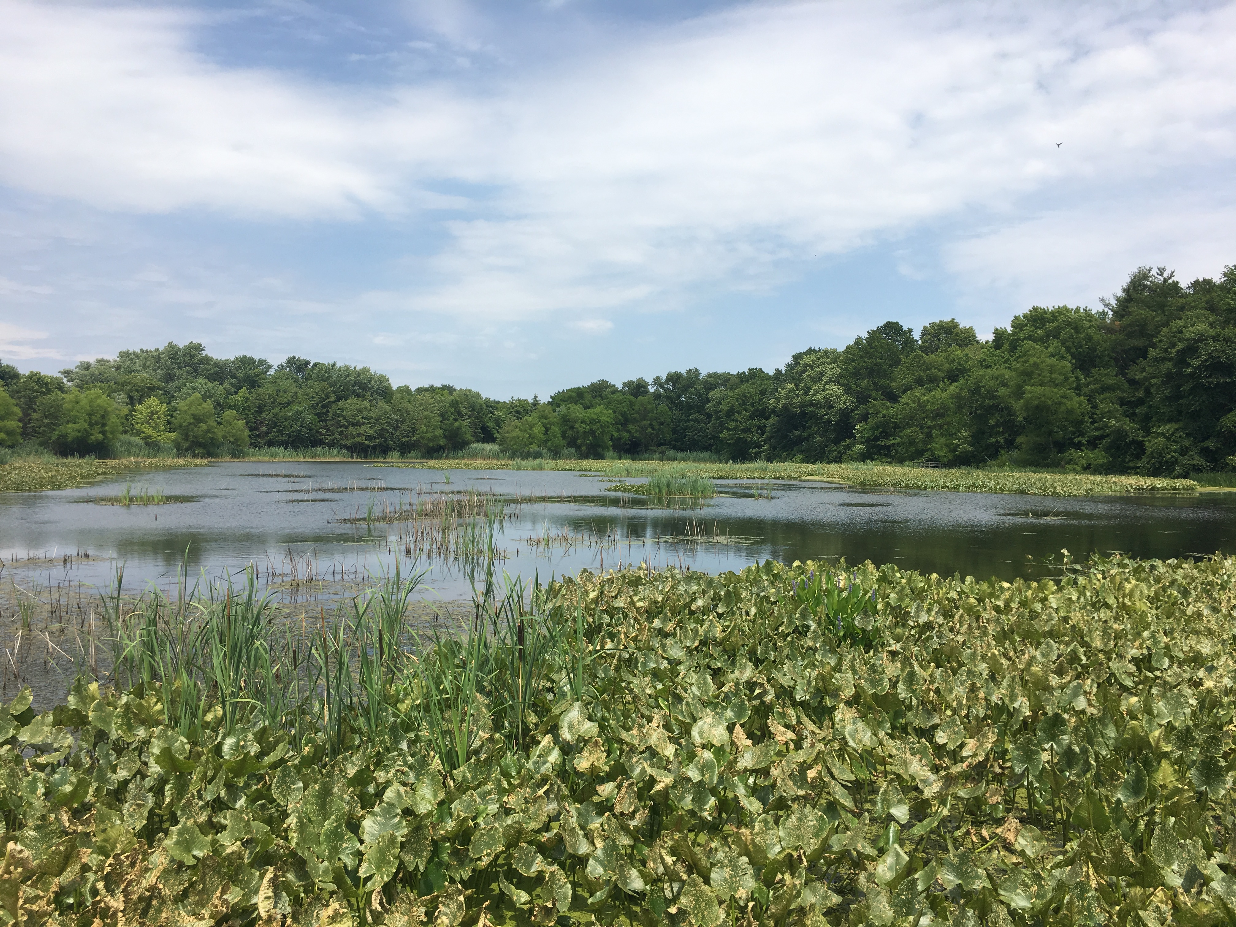 View of John Heinz National Wildlife Refuge at Tinicum from the Big Boardwalk - marsh in front with trees in back. 