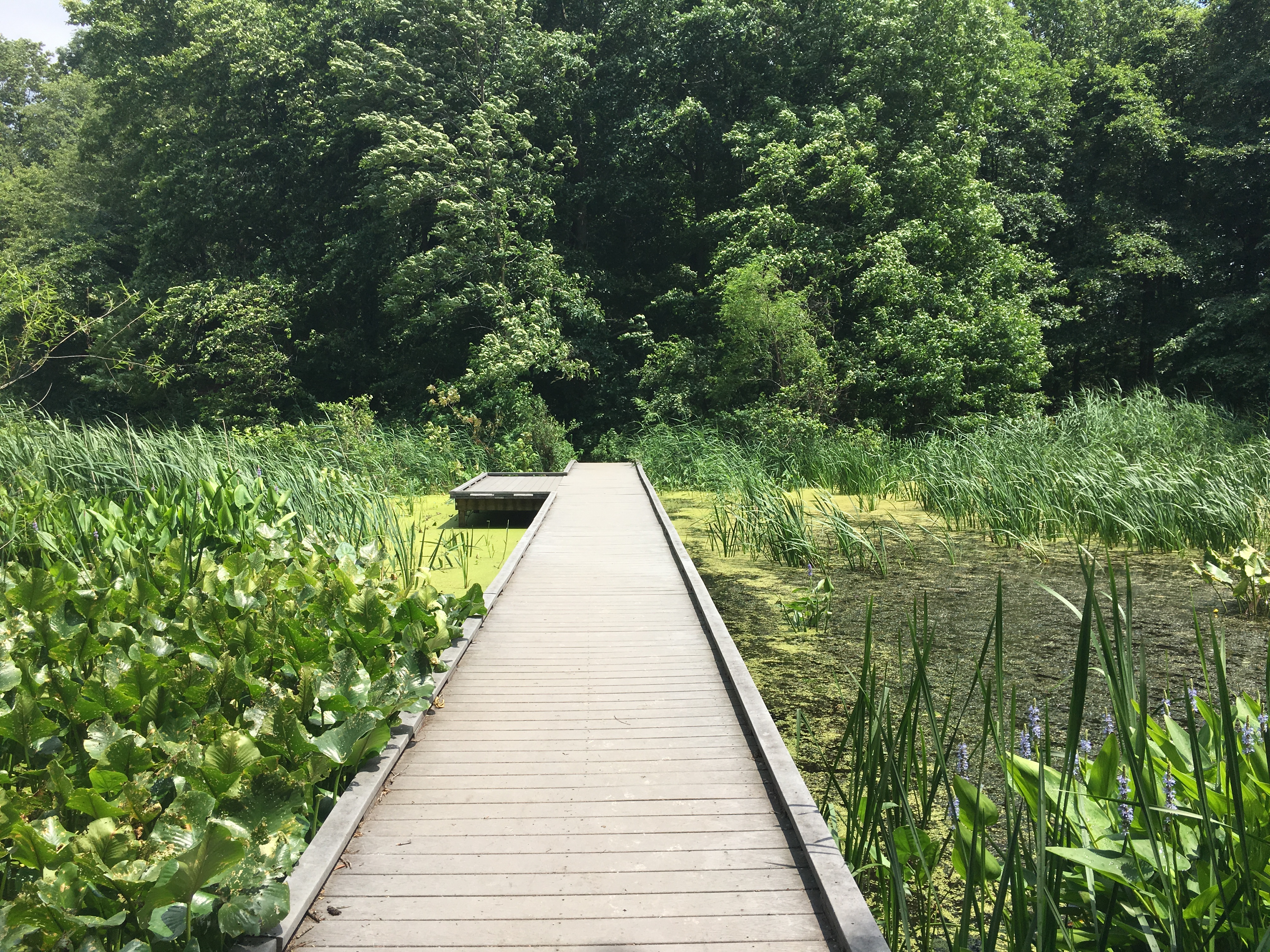 Thin boardwalk going through center of marsh in photo - surrounded by green