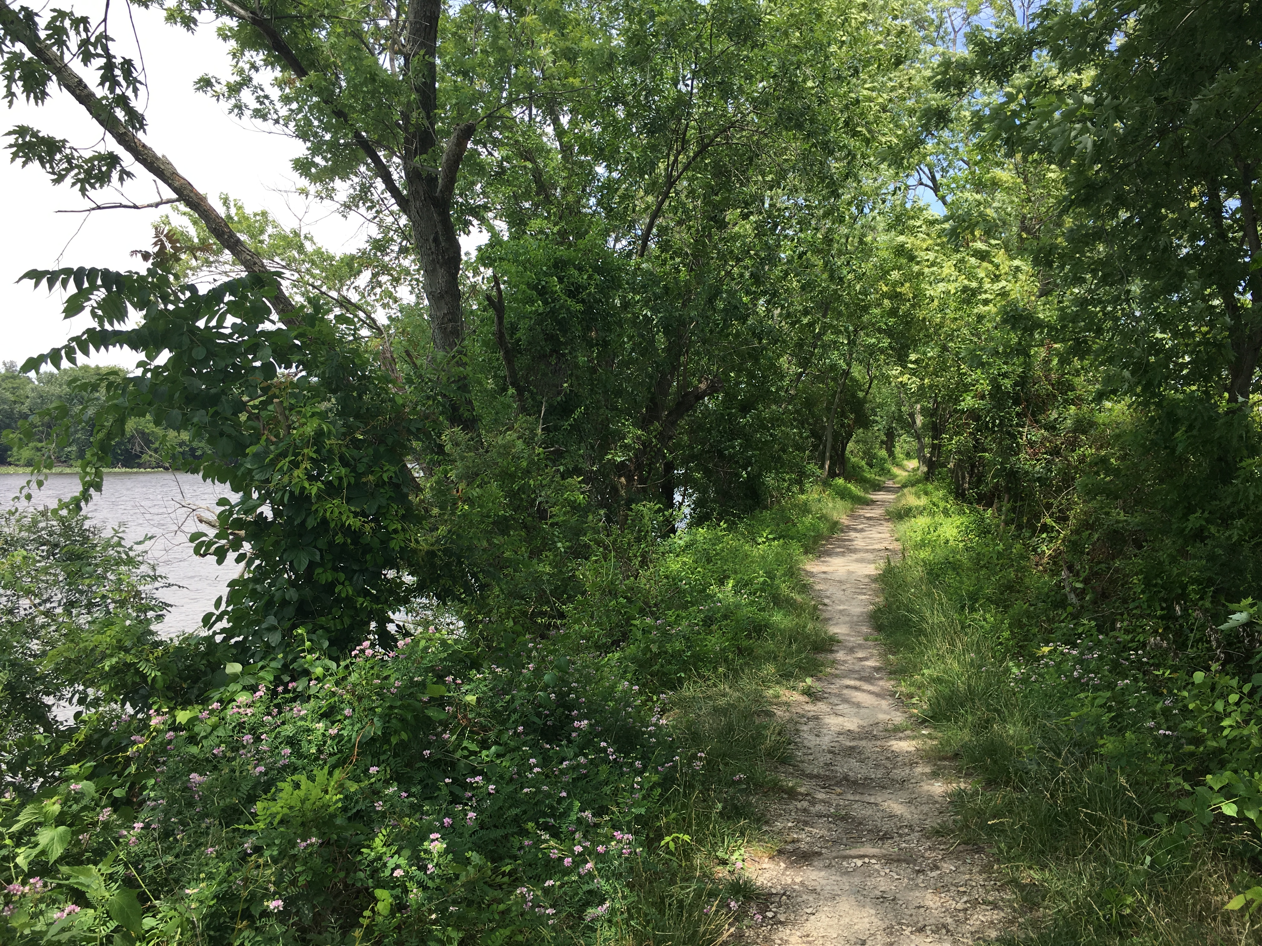 Thin dirt trail through lush area with water to the left 
