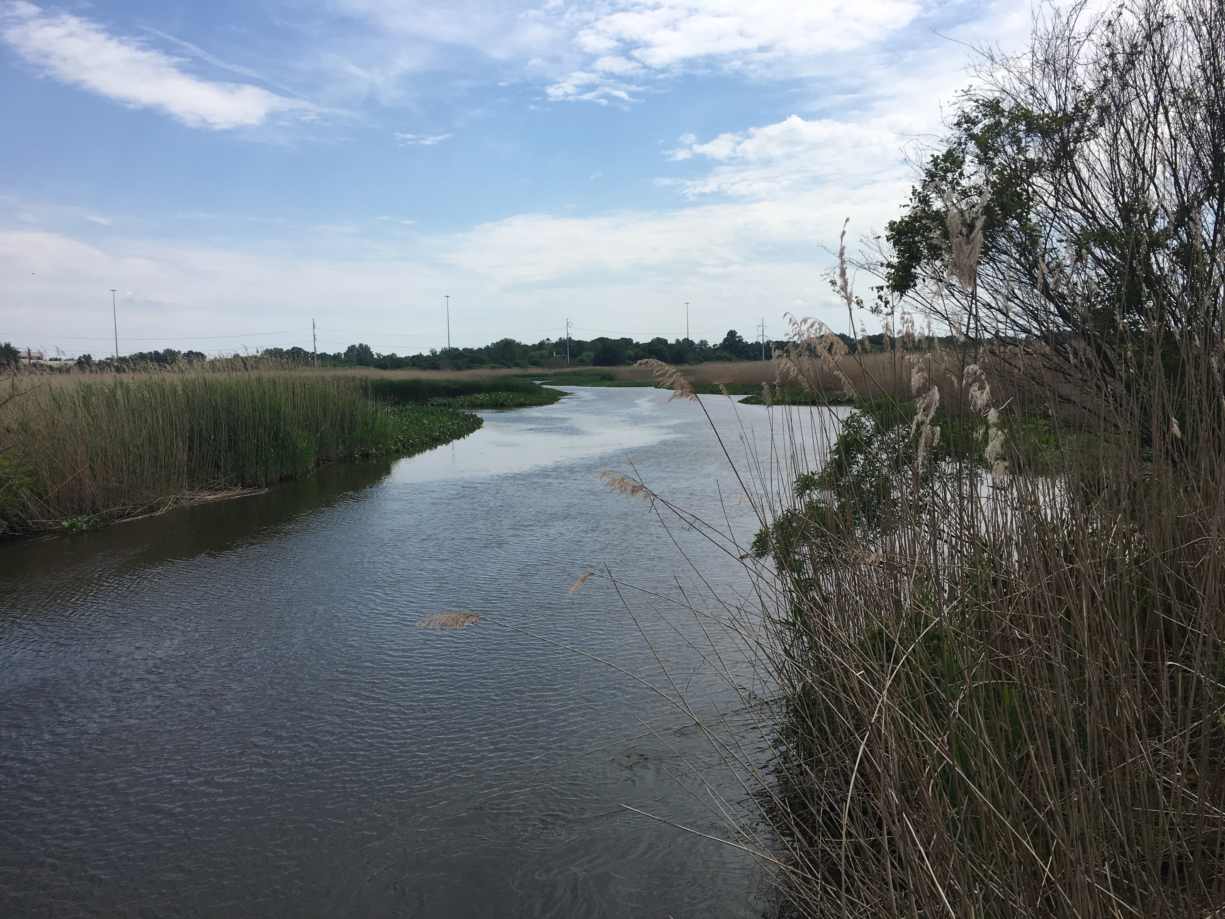 Water view at the marsh