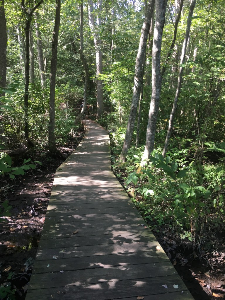 A boardwalk trail goes through the woods at Pemberton Park. 