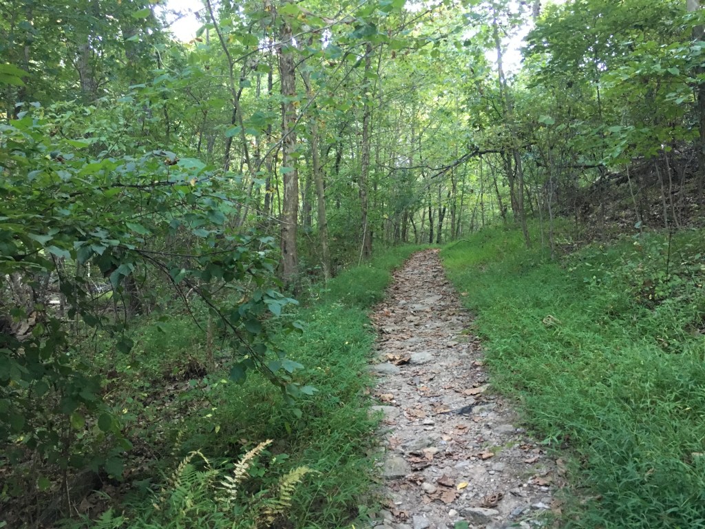 Rugged trail in a green forest. 