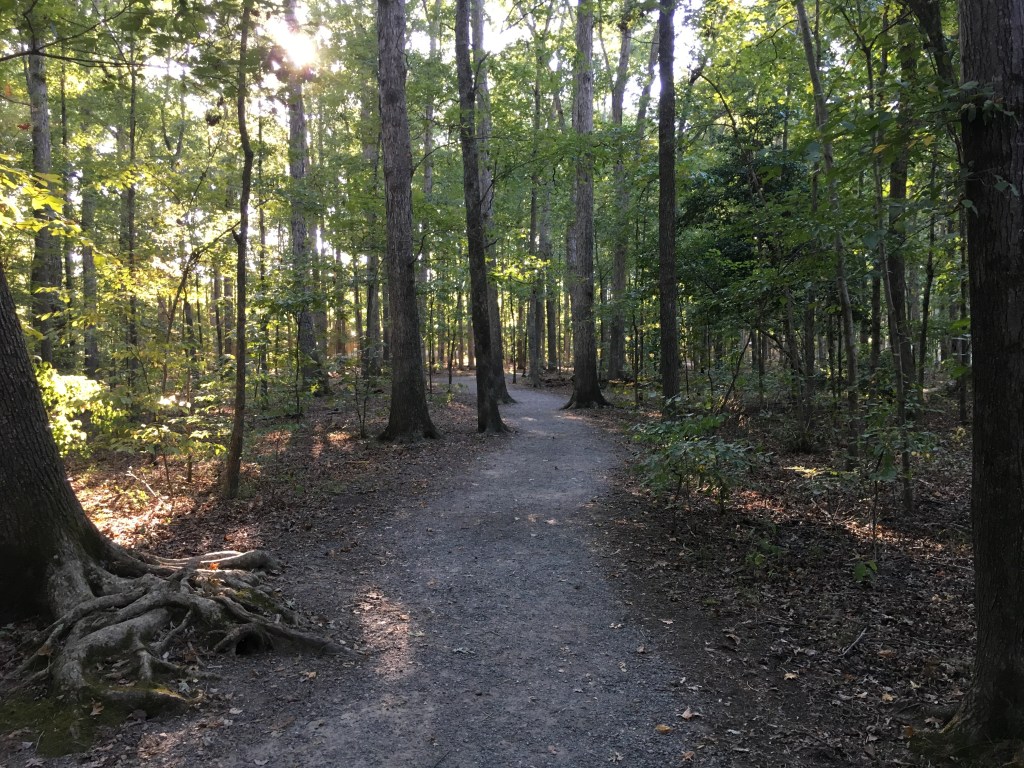 Unpaved trail at Deep Run Park with lots of trees. 