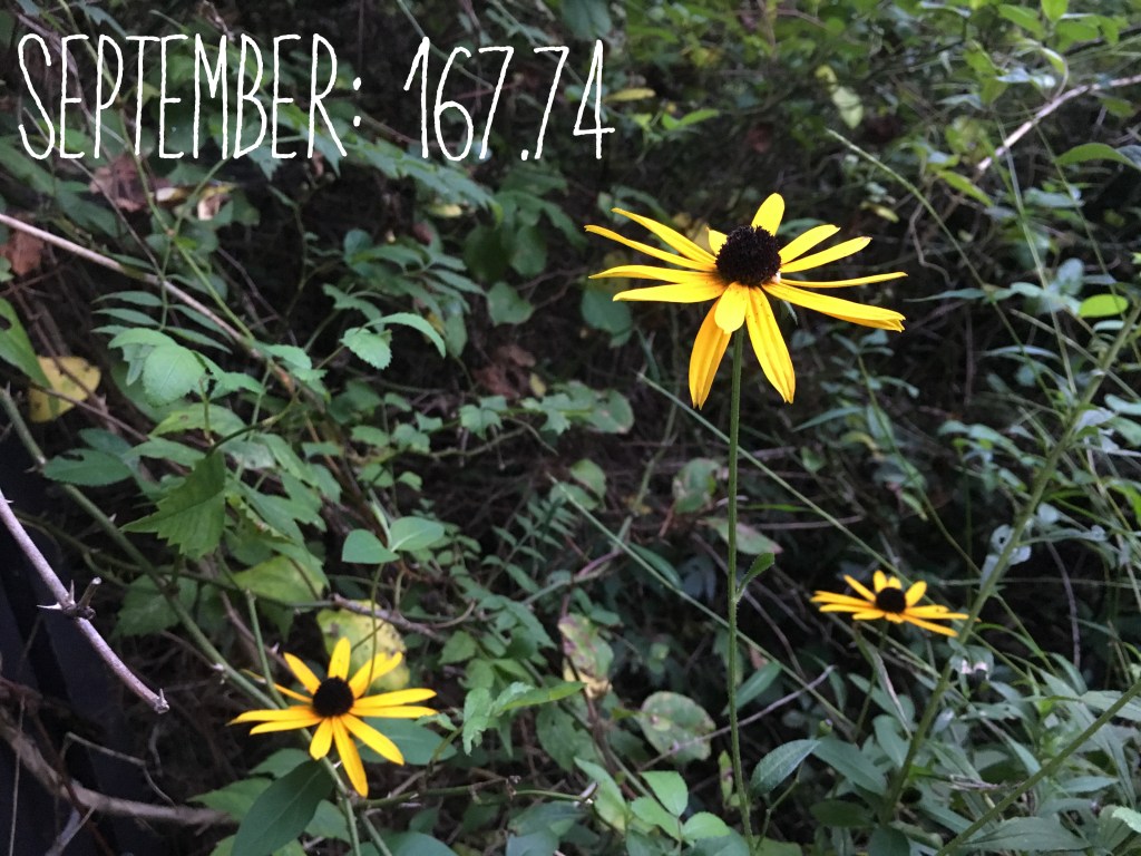 Yellow flowers with the text "September: 167.74" overlaid. 