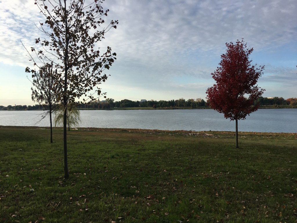 View of a couple somewhat-bare trees and a fuller tree with red leaves, with grass in the foreground and water further back. 