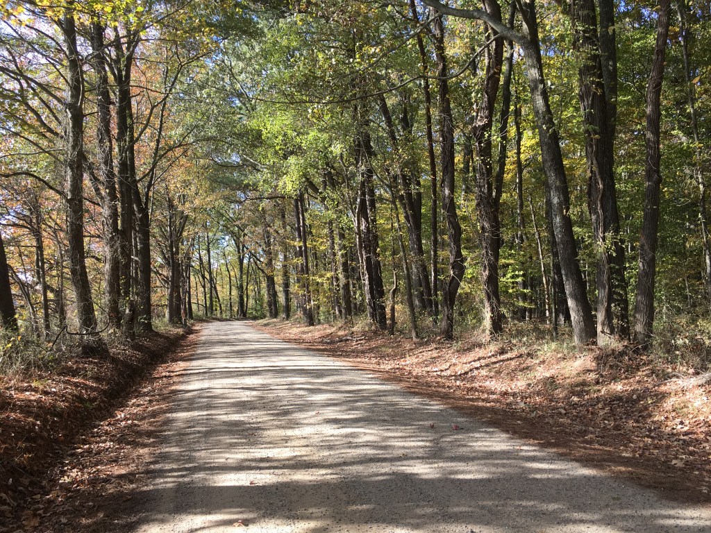 Dirt-like road with trees on both sides and leaves on both sides of the road. 