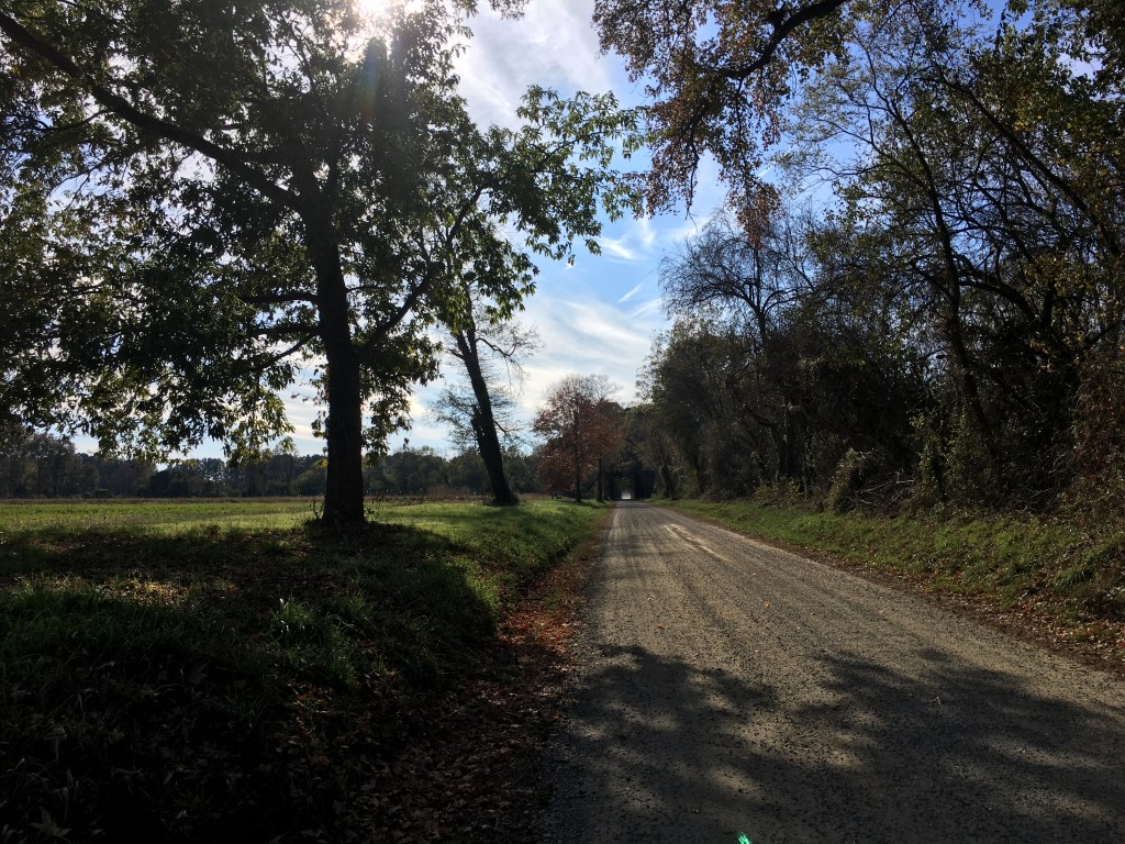 Dirt-looking road with a blue sky and trees. 