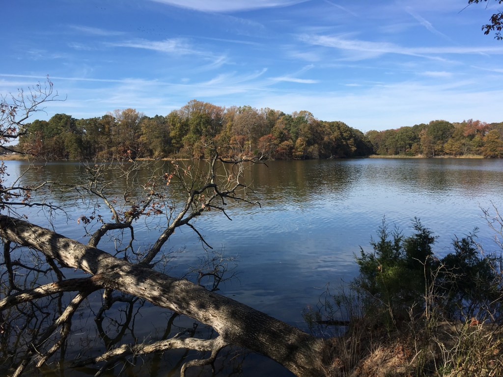 Water view with a sideways-looking tree trunk in the forefront and trees beyond the water. 
