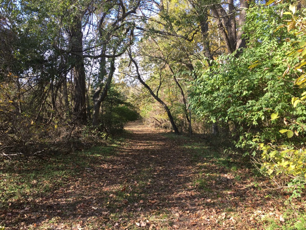 Trail through a woodsy area, with trees.