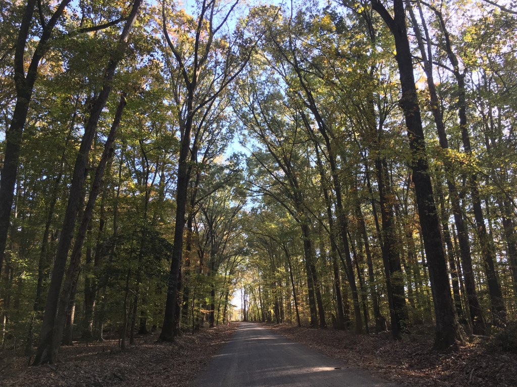 Lots of trees forming a canopy over a dirt-like road, with an opening of light at the end. 
