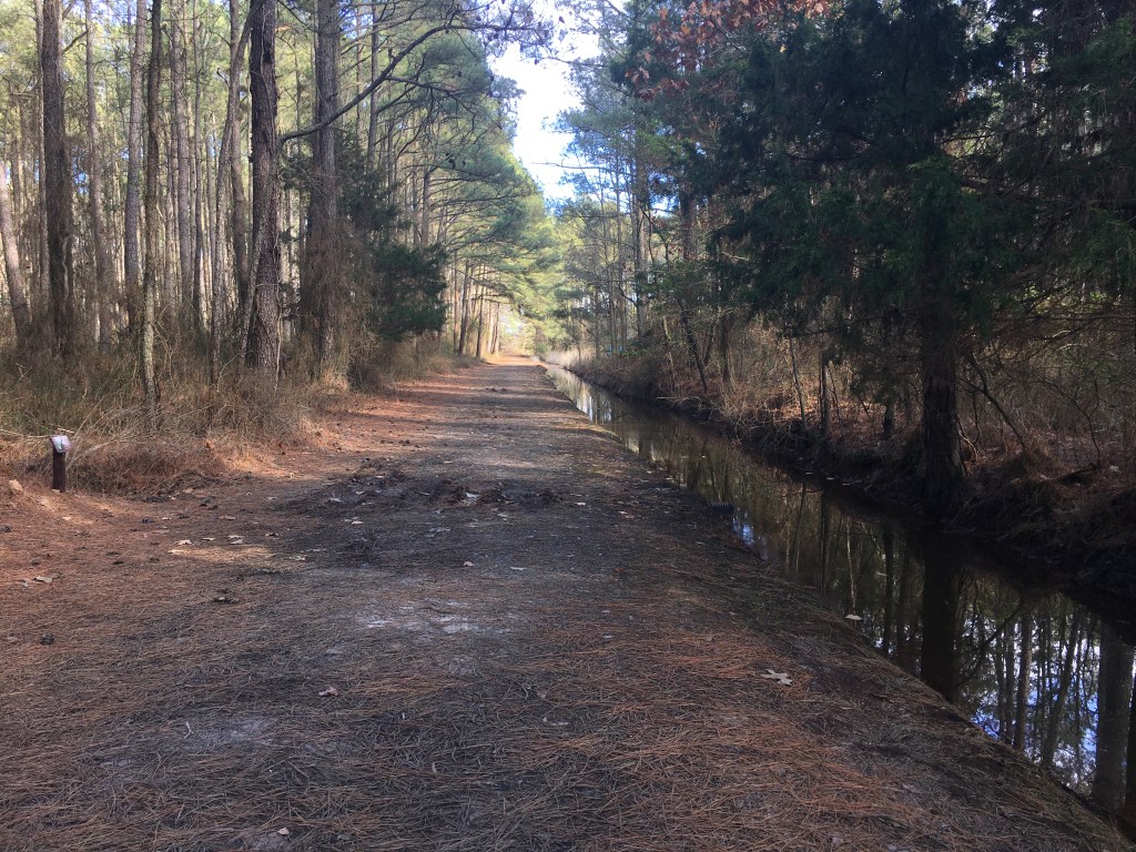 Flat dirt road with pine needles on it next to a deep water ditch (at right), with trees.