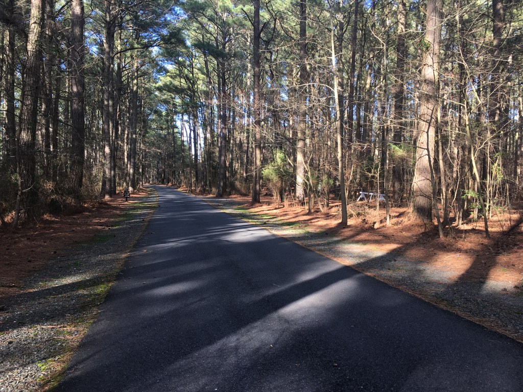Paved road with trees surrounding it at Janes Island State Park.