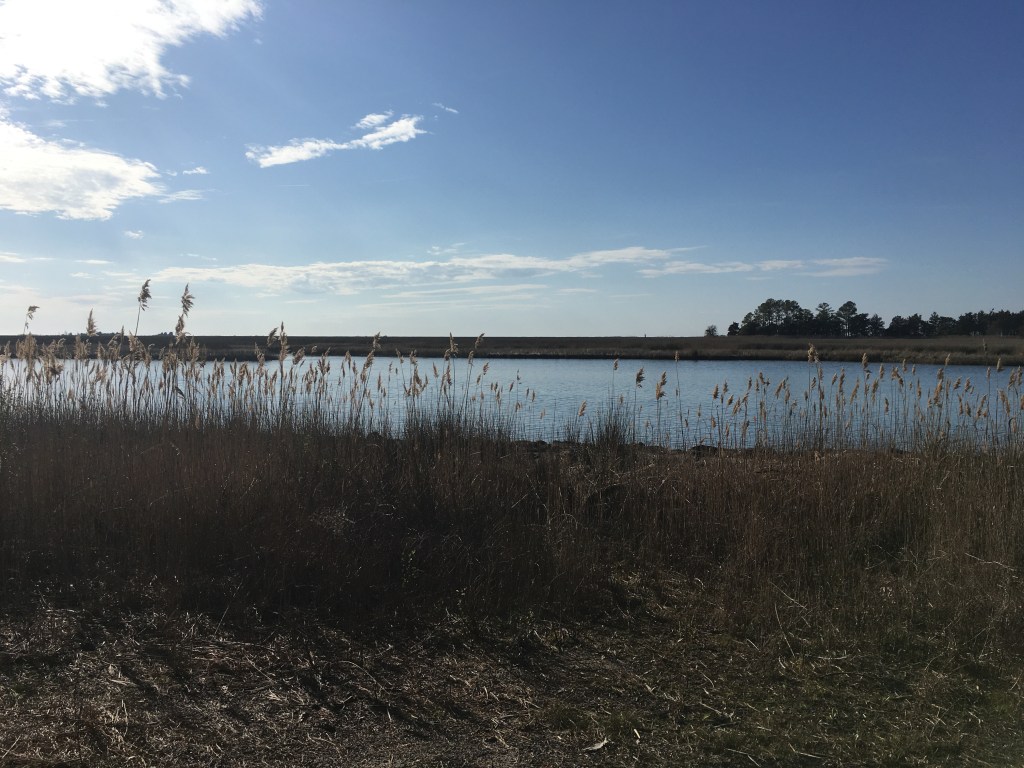 View of the water with some tall grasses sticking up in front and a blue sky.