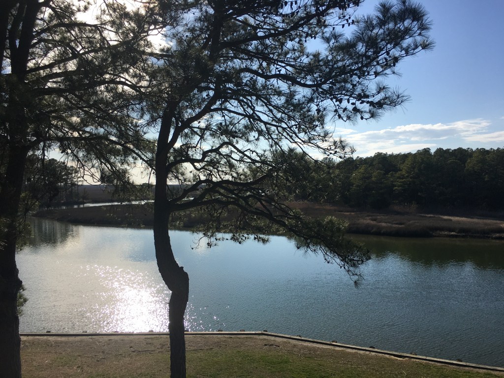 View of tree in front of river, from above at observation tower.