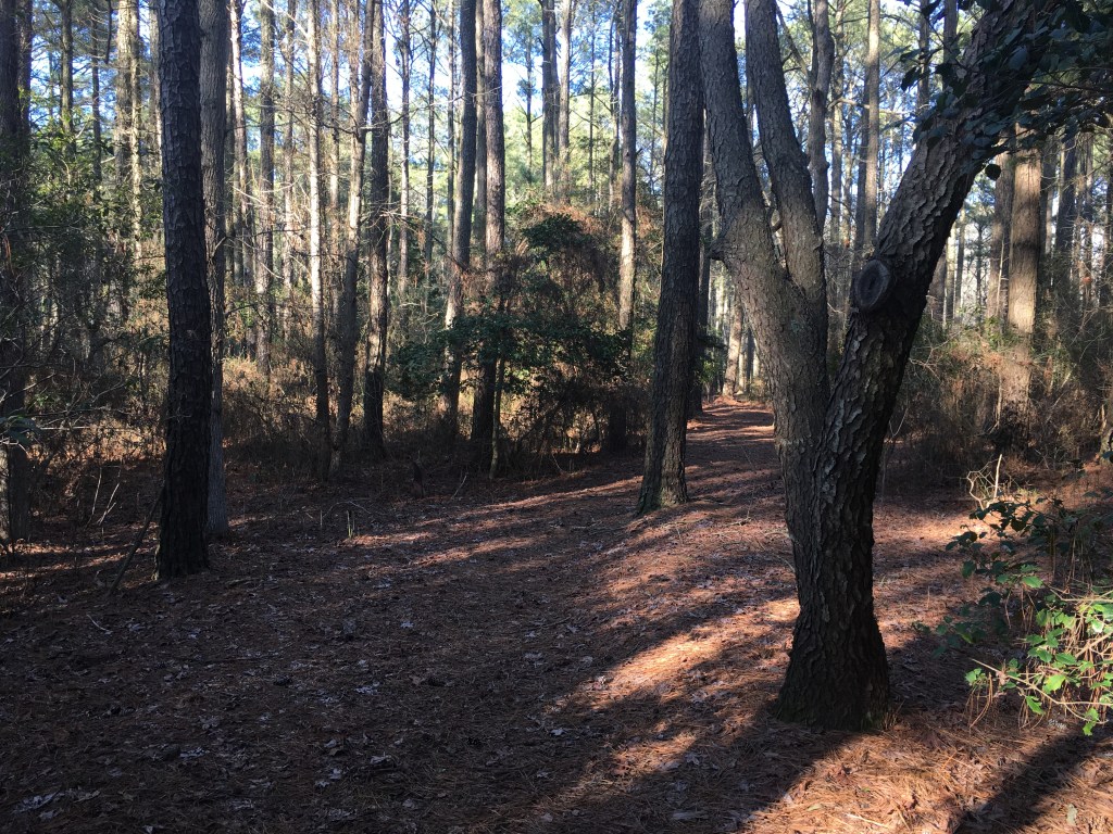 Wooded trail with trees.