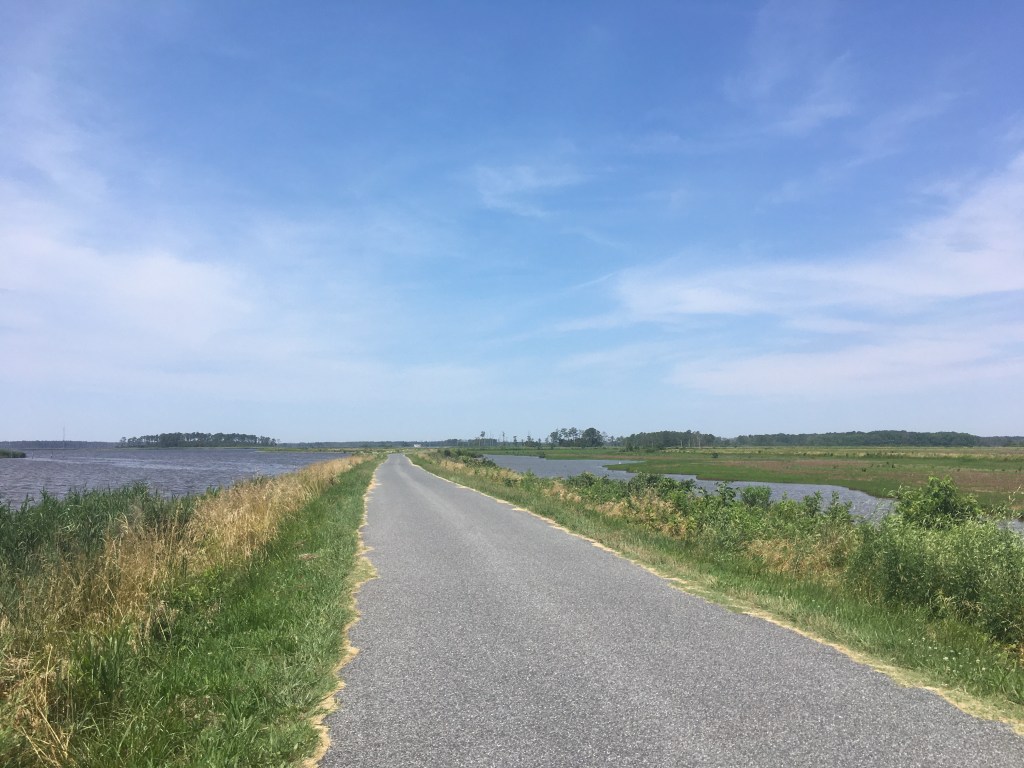 Road cuts through marshy areas at Blackwater National Wildlife Refuge, with water on both sides and a blue sky. 