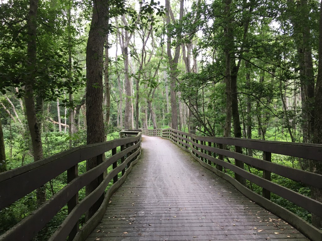 A boardwalk trail with railings on both sides cuts through the woods at Trap Pond State Park. 