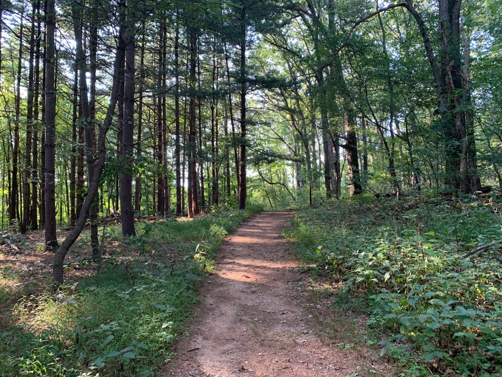 Woodsy section with trail going through it. 