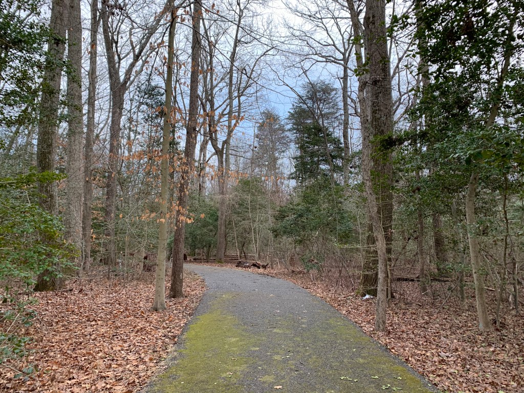 Photo of a paved trail that goes straight and then veers to the left, with wooded areas and leaves on both sides. 