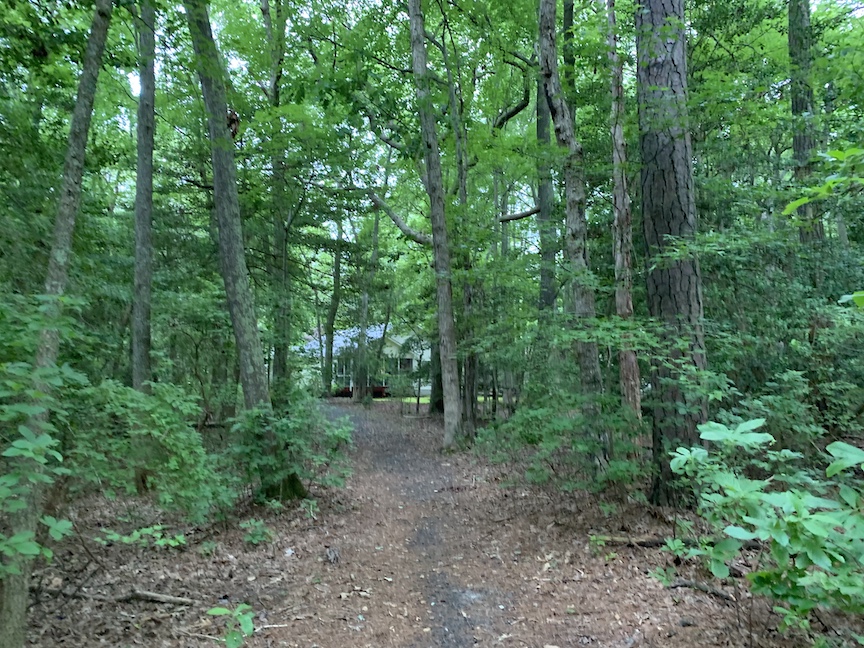 Wooded trail with trees surrounding it. 