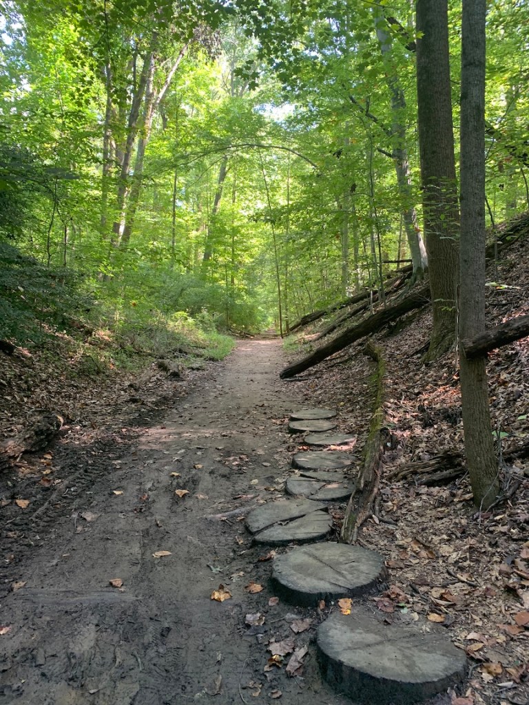 View of a trail with tree stumps to the right. The trail is leading to trees. 