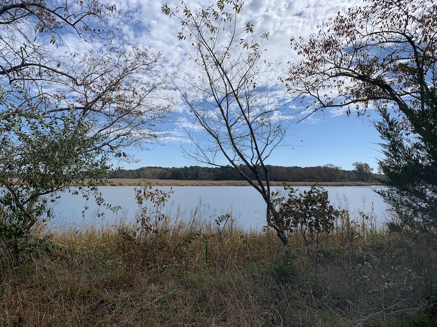View of the Wicomico River with trees in the foreground and background.