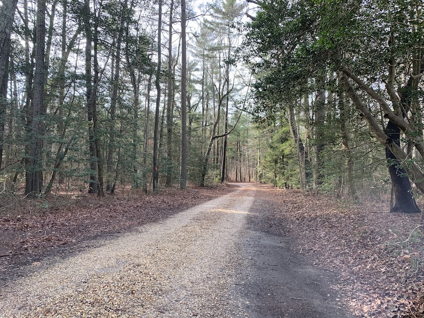 Wide trail in the woods with trees on both sides.