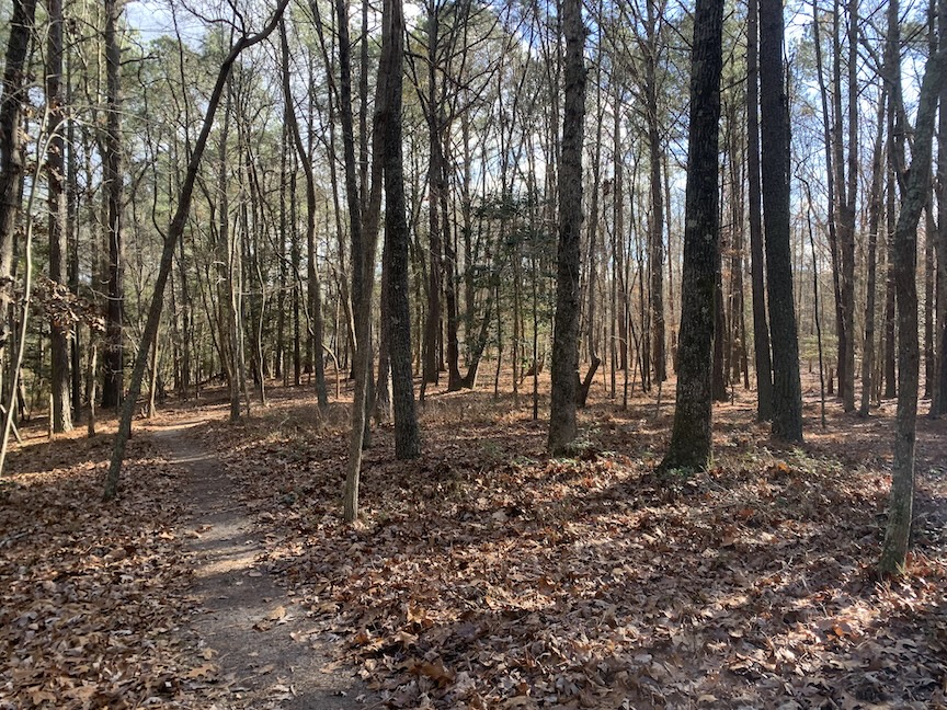 Skinny trail going through wooded area with many leaves on the ground. 