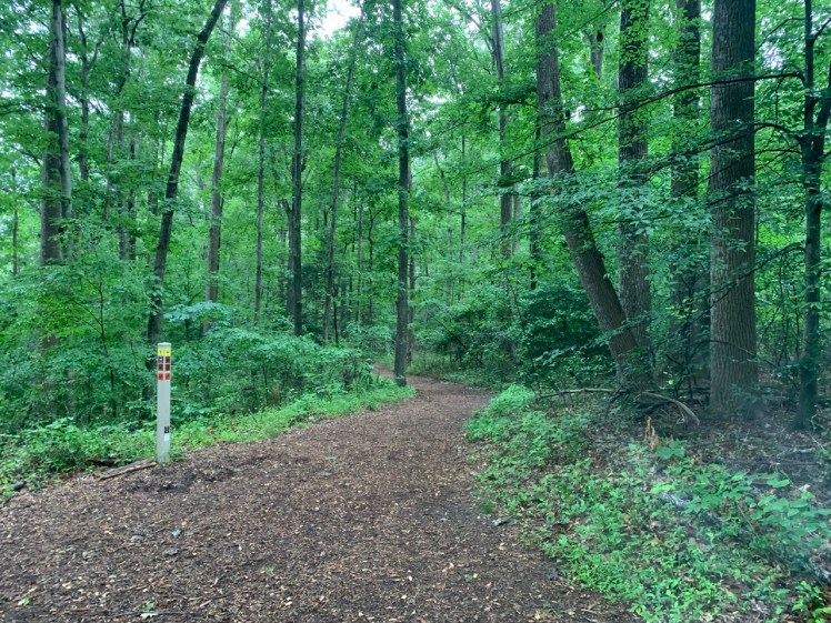 A lush, green forest with a trail going through it