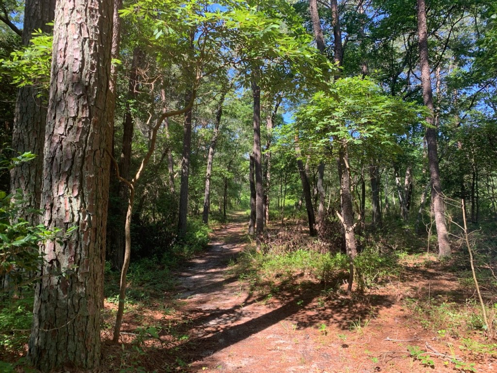 Trail going through the woods in Powellville